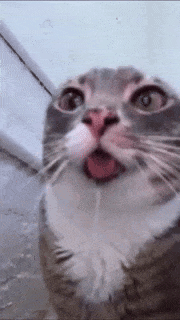 Тут должно было быть фото котика, но всё сломалось